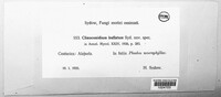 Clinoconidium bullatum image